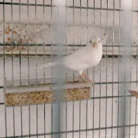 قناری سوپر کشیده