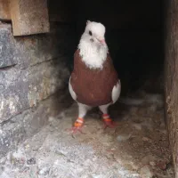 طوق سرخ نر