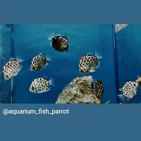 ماهی رنگی|ماهی|اهواز, پادادشهر|دیوار