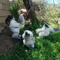 جوجه یک روزه برهما لایت