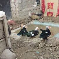 اردک اسرائیلی گوشتی|حیوانات مزرعه|نقده, |دیوار