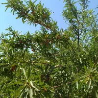 زمین کشاورزی مسطح|فروش دفتر صنعتی، کشاورزی، تجاری|شهرکرد, |دیوار