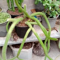 گلهای بسیار شاداب پاییزی