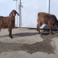 فروش فوری دو راس بزغاله ماده دوقلو خانگی|حیوانات مزرعه|کنگاور, |دیوار