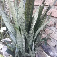 گل فروشی|گل و گیاه طبیعی|ساری, |دیوار