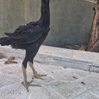 جوجه لاری خروس سیاه|حیوانات مزرعه|مشهد, شهرک صنعتی توس|دیوار