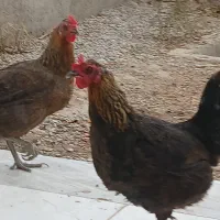 مرغ بومی تخم گذار