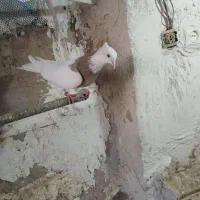 طوقی|پرنده|ماهیدشت, |دیوار