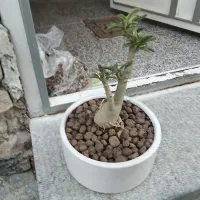 بونسای