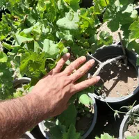 نهال و درخت انگور|خدمات باغبانی و درختکاری|فلاورجان, |دیوار