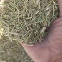 کاه خار شتر کوبیده و دانه دار