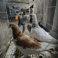 کبوتر|پرنده|نیشابور, فردوس شمالی|دیوار