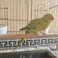 فروش طوطی ملنگو ماده|پرنده|جهرم, |دیوار