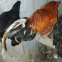 12000000|حیوانات مزرعه|تخت, |دیوار