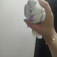 پرنده توضیحات زیر خوانده شود