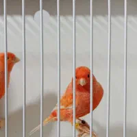 جفت قناری رد فاکتور اورجینال|پرنده|اهواز, کمپلو شمالی|دیوار