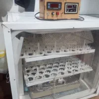 ماشین جوجه کشی