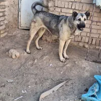 سگ اصیل نمونه|سگ|مهربان, |دیوار