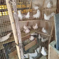 تعدادی کفتر زینتی و زیبا