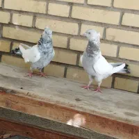 دوتا کفتر سینه ای به شرط|پرنده|شیراز, دروازه قران|دیوار