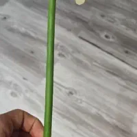 گل نرگس|گل مصنوعی|تهران, سید خندان (جلفا)|دیوار