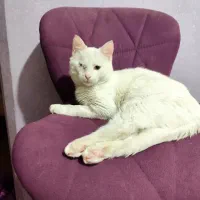 واگزاری گربه