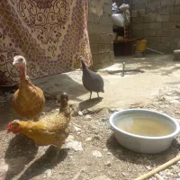 مرغ شاخ دار