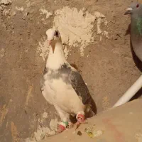 کبوتر|پرنده|خاش, |دیوار