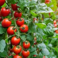 نهال گوجه فرنگی‌