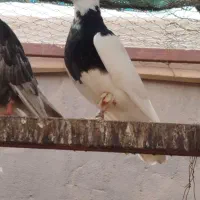 طوقی ماده|پرنده|بافق, |دیوار