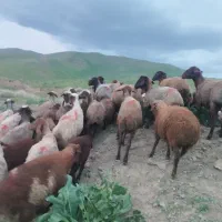 گوسفند داشتی با بره