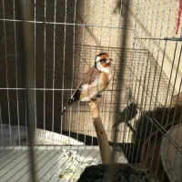 سهره ماده جوجه قفس