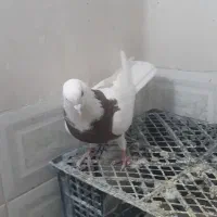 طوقی|پرنده|همدان, |دیوار