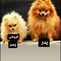 فروش پامرانین