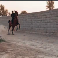 اسب زاده عقاب حق شناس|اسب و تجهیزات اسبسواری|لامرد, |دیوار