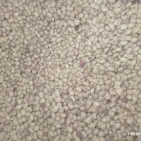 لوبیا چیتی درجه یک امسال