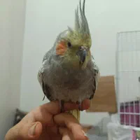 دو جفت طوطی کوتوله بالغ و ماده بالغ گلباقالی دستی