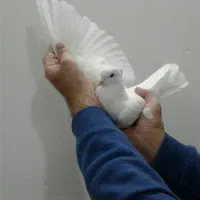 شازده سرور کبوتر|پرنده|قم, زاویه|دیوار