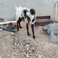 فروش کهره نر وماده|حیوانات مزرعه|جم, |دیوار