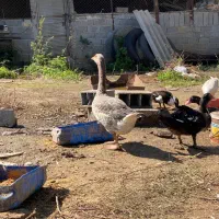 غاز سرحال بالغ|حیوانات مزرعه|ساری, |دیوار