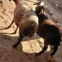 میش|حیوانات مزرعه|شازند, |دیوار