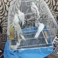 عروس هلندی نر و ماده|پرنده|چمران, |دیوار