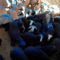 بره نر سرخ افشاری