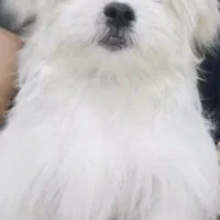 فروش سگ پشمالوی خوشگل