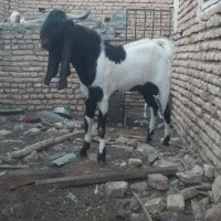 فروش نر بز حجازی جهت نسل کشی