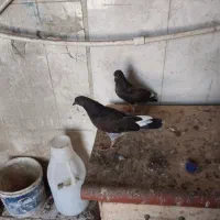 کبوتر طوقی. جوجه نسل قدیم