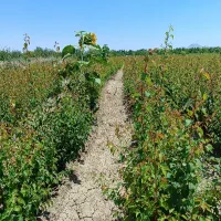 نهال نهالستان|خدمات باغبانی و درختکاری|نوشین شهر, |دیوار