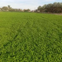 فروش یونجه برش اول