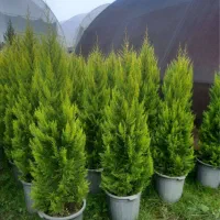 باغبانی .سم پاشی .هرس . تعویض گلدان