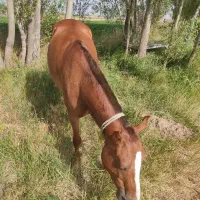 اسب مادیان|اسب و تجهیزات اسبسواری|بستان آباد, |دیوار